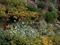 Alpine flora