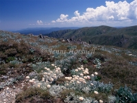 Australian Alps 2