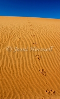Tracks