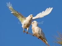 Little Corella - Cacatua sanguinea _4703