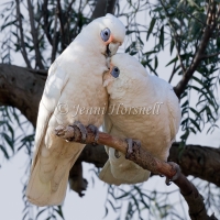 Little Corella - Cacatua sanguinea 7191