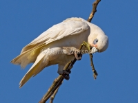 Little Corella - Cacatua sanguinea 7486