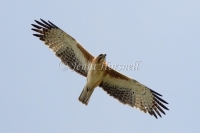 Little Eagle - Hieraaetus morphnoides 2145