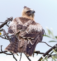 Little Eagle - Hieraaetus morphnoides 8320