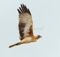 Little Eagle - Hieraaetus morphnoides 8426
