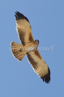 Little Eagle - Hieraaetus morphnoides 2943