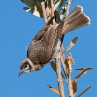 Little-Friarbird-2317