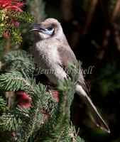 Little-Friarbird-2522