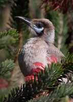Little-Friarbird-2591