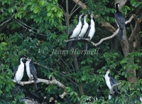 Little Pied Cormorant - Phalacrocorax melanoleucos