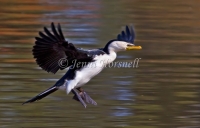 Little Pied Cormorant - Phalacrocorax melanoleucos0190