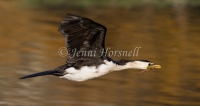 Little Pied Cormorant - Phalacrocorax melanoleucos0404