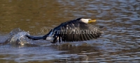 Little Pied Cormorant - Phalacrocorax melanoleucos0430