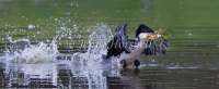 Little Pied Cormorant - Phalacrocorax melanoleucos0490