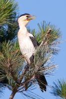 Little Pied Cormorant - Phalacrocorax melanoleucos9313