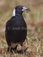 Australian Magpie - Gymnorhina tibicen 0267