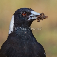 Australian Magpie - Gymnorhina tibicen 0290