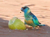 Australian Ringneck - Barnadius barnadi 4769