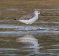 Marsh Sandpiper - Tringa stagnatilis 5793