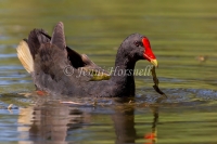 Dusky Moorhen - Gallinula tenebrosa 3700