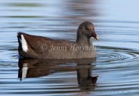 Dusky Moorhen - Gallinula tenebrosa 3807
