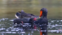 Dusky Moorhen - Gallinula tenebrosa 3897