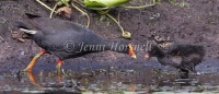 Dusky Moorhen - Gallinula tenebrosa 2514