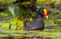 Dusky Moorhen - Gallinula tenebrosa 2544