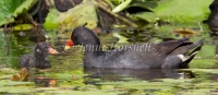 Dusky Moorhen - Gallinula tenebrosa 2550