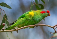 Musk Lorikeet - Glossopsitta concinna 3545