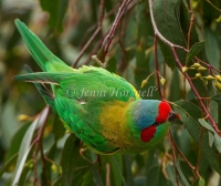 Musk Lorikeet - Glossopsitta concinna 3555