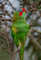 Musk Lorikeet - Glossopsitta concinna 3573