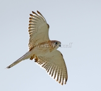 Nankeen Kestrel - Falco cenchroides 3143