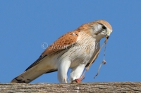 Nankeen Kestrel - Falco cenchroides 7362