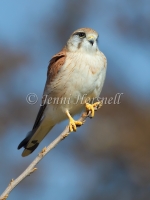 Nankeen Kestrel - Falco cenchroides 7643