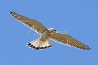 Nankeen Kestrel - Falco cenchroides 8162