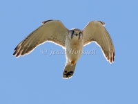 Nankeen Kestrel - Falco cenchroides 8179