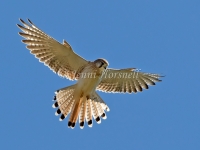 Nankeen Kestrel - Falco cenchroides 8363