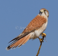 Nankeen Kestrel - Falco cenchroides 9224