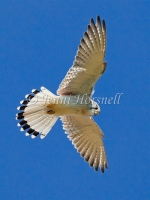 Nankeen Kestrel - Falco cenchroides 9324