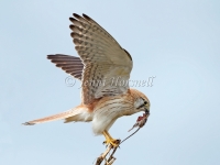 Nankeen Kestrel - Falco cenchroides 9520