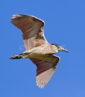 Nankeen Night-Heron - Nycticorax caledonicus 1570