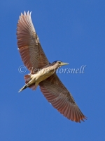 Nankeen Night-Heron - Nycticorax caledonicus 1585