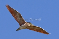 Nankeen Night-Heron - Nycticorax caledonicus 1603