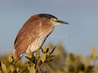 Nankeen Night-Heron - Nycticorax caledonicus 3071