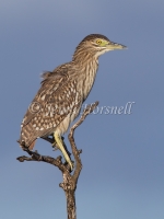 Nankeen Night-Heron - Nycticorax caledonicus 3086