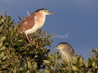 Nankeen Night-Heron - Nycticorax caledonicus 3123