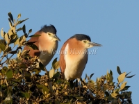Nankeen Night-Heron - Nycticorax caledonicus 3131