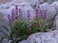 Ajuga australis