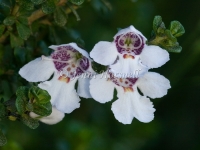 Alpine Mint Bush